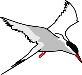 Arctic Tern coloring #16, Download drawings