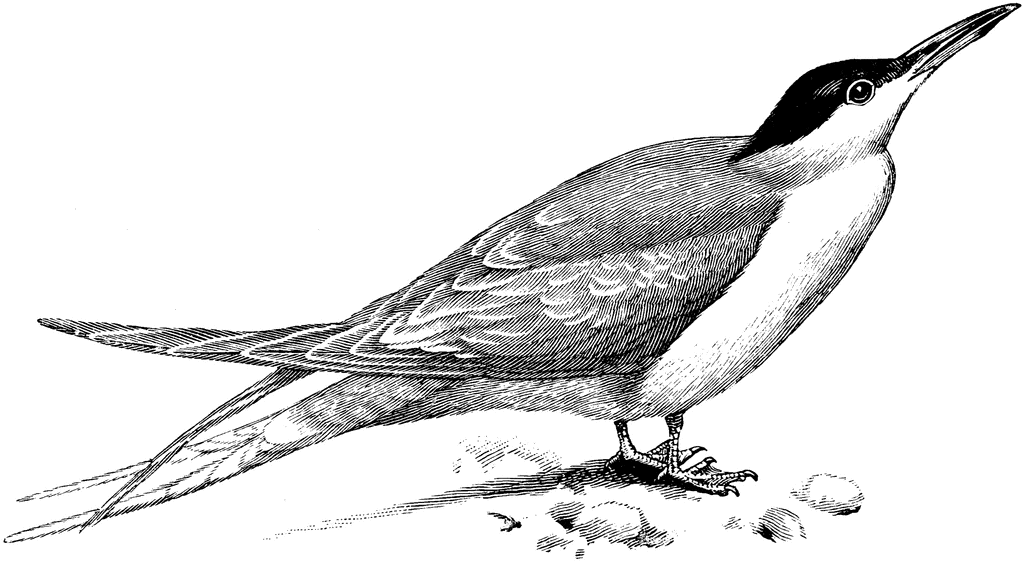Arctic Tern clipart #1, Download drawings