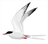 Arctic Tern clipart #16, Download drawings