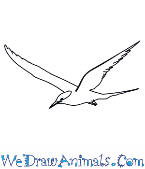Arctic Tern coloring #1, Download drawings