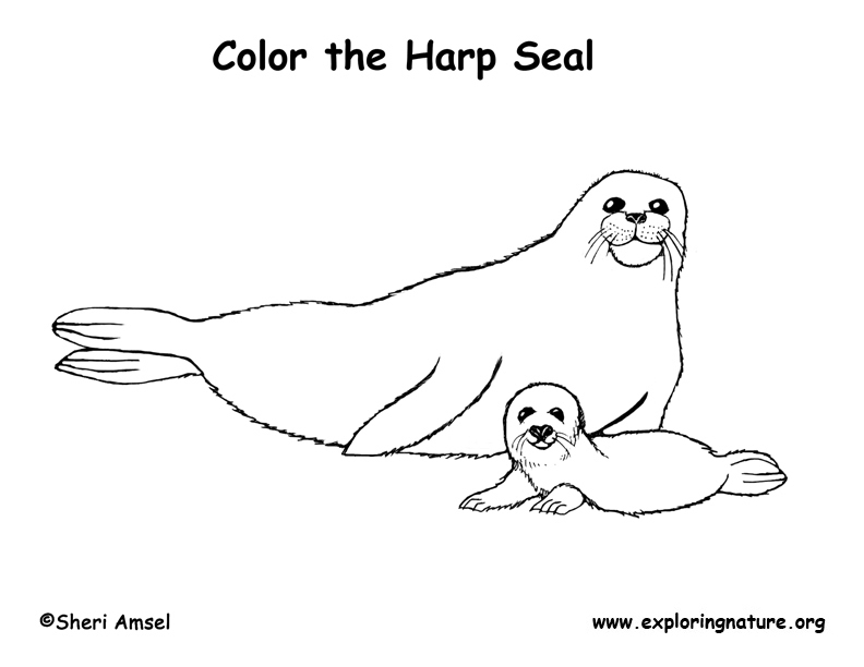 Arctic Tern coloring #12, Download drawings