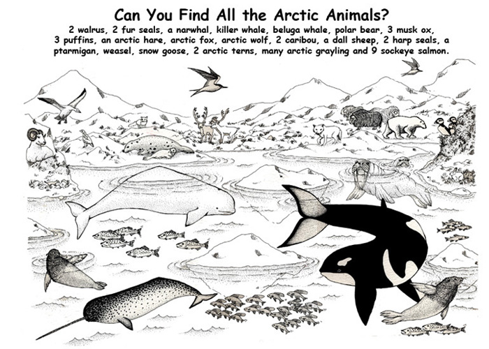 Arctic coloring #7, Download drawings