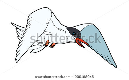 Arctic Tern coloring #8, Download drawings