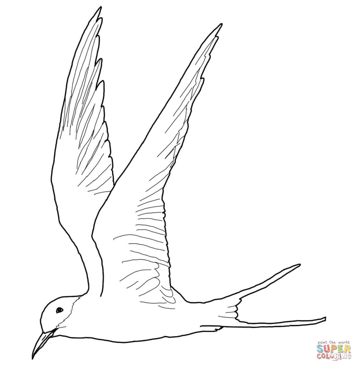 Arctic Tern coloring #5, Download drawings
