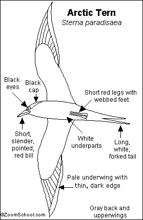 Arctic Tern coloring #20, Download drawings