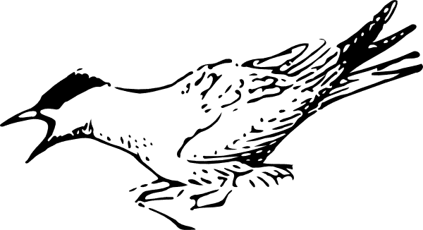 Arctic Tern coloring #11, Download drawings