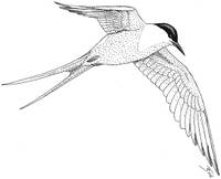 Arctic Tern coloring #3, Download drawings
