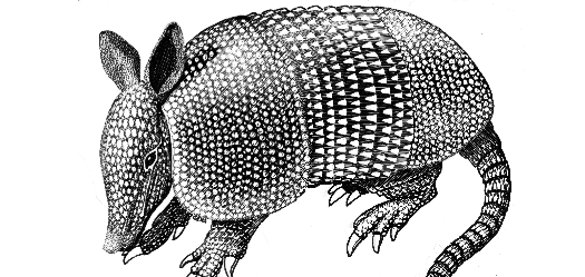Armadillo clipart #8, Download drawings