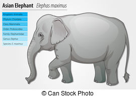 Asian Elephant clipart #20, Download drawings