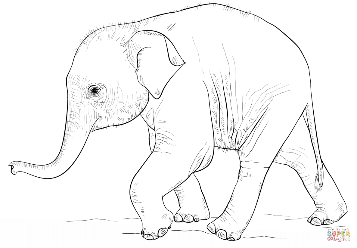Asian Elephant coloring #11, Download drawings