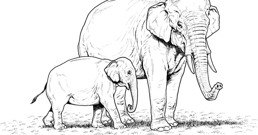 Asian Elephant coloring #12, Download drawings