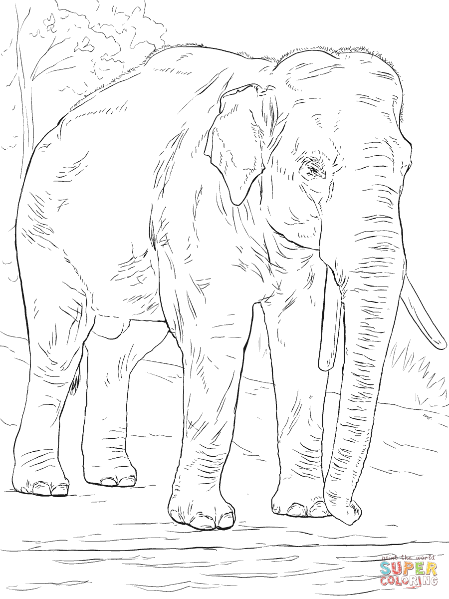 Asian Elephant coloring #7, Download drawings