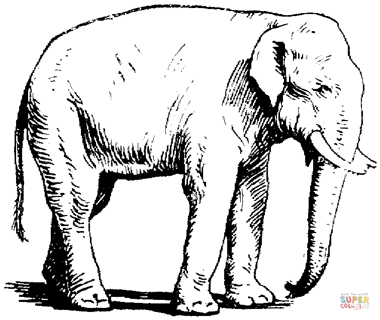 Asian Elephant coloring #5, Download drawings