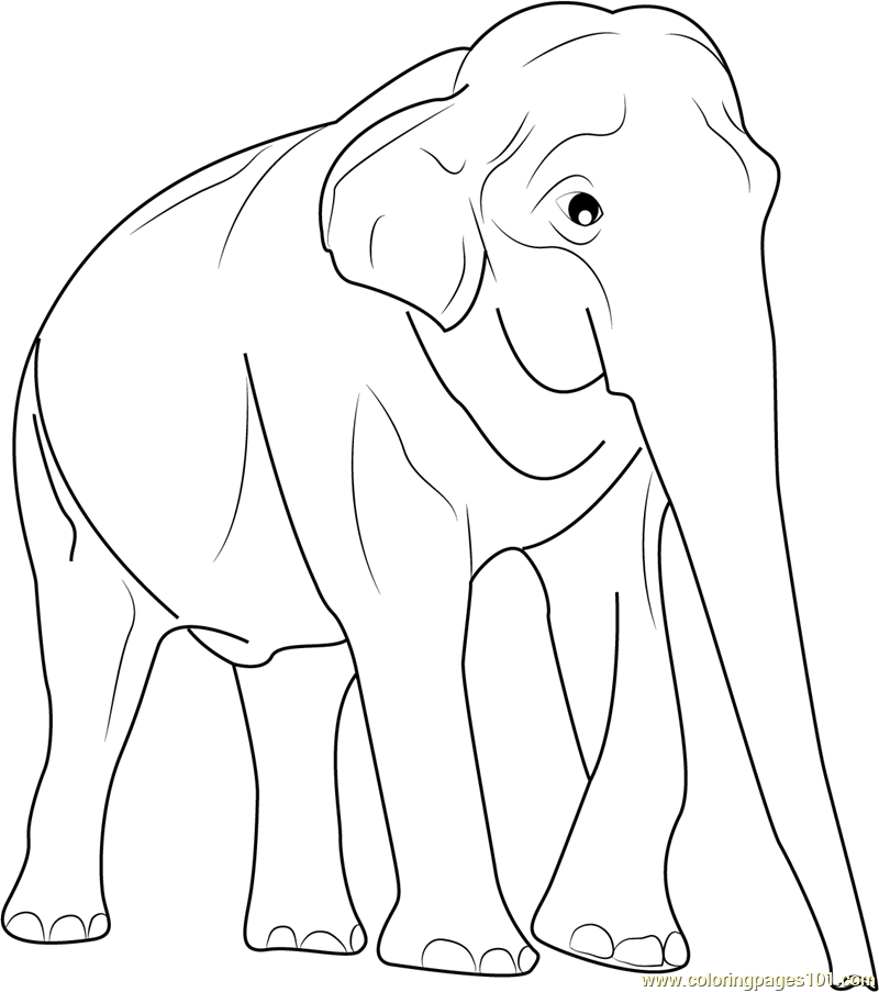 Asian Elephant coloring #4, Download drawings