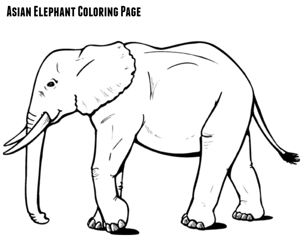 Asian Elephant coloring #19, Download drawings
