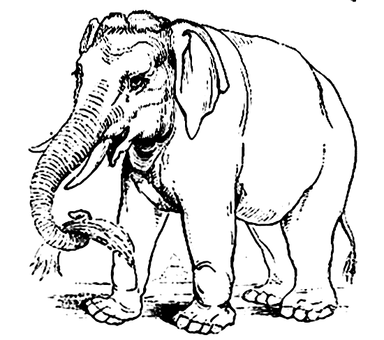 Asian Elephant coloring #3, Download drawings