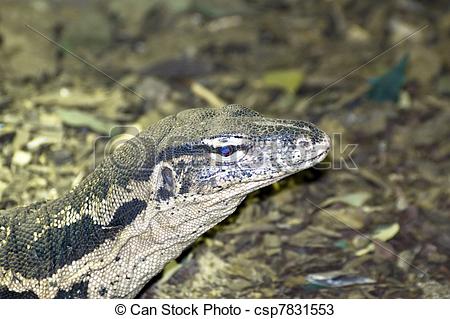 Asian Water Monitor clipart #10, Download drawings