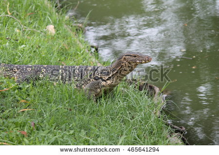 Asian Water Monitor clipart #3, Download drawings