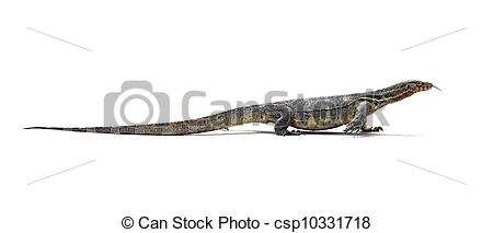 Asian Water Monitor clipart #15, Download drawings