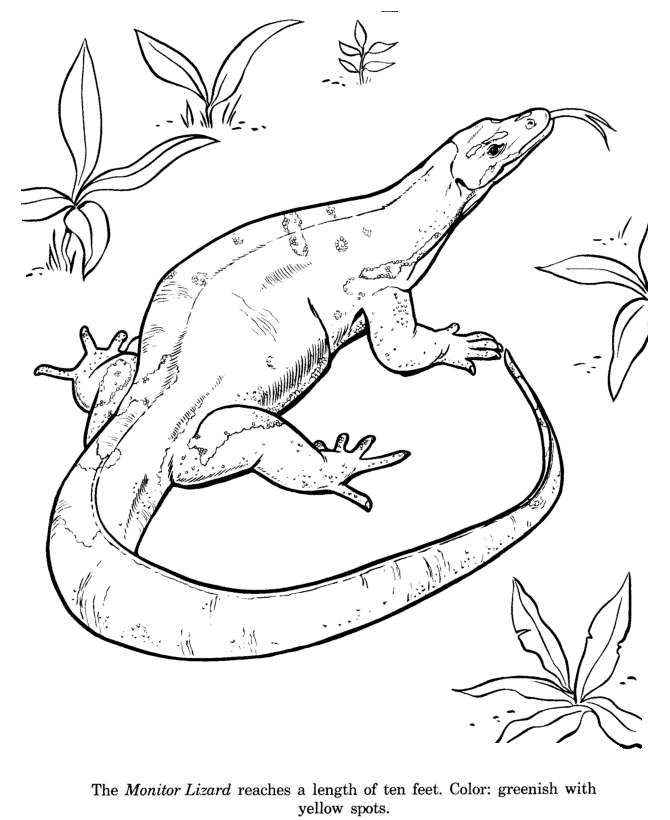 Monitor Lizard coloring #20, Download drawings