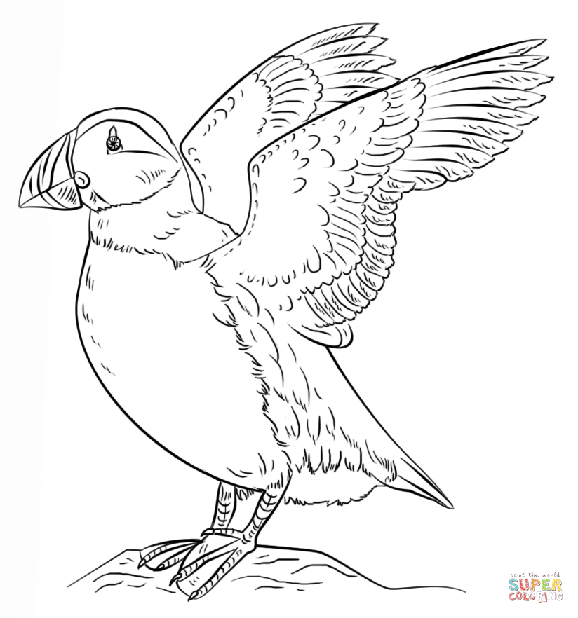 Puffin coloring #16, Download drawings