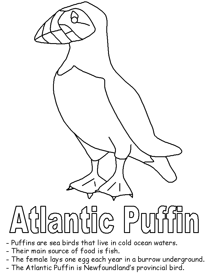 Atlantic Puffin coloring #1, Download drawings