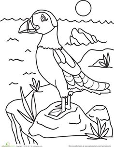 Atlantic Puffin coloring #6, Download drawings