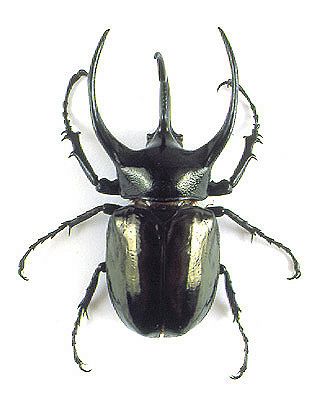 Atlas Beetle clipart #13, Download drawings