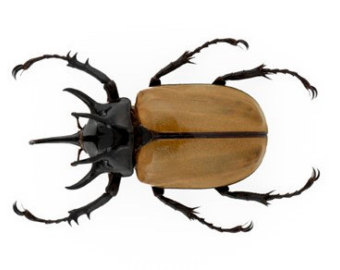 Atlas Beetle clipart #13, Download drawings