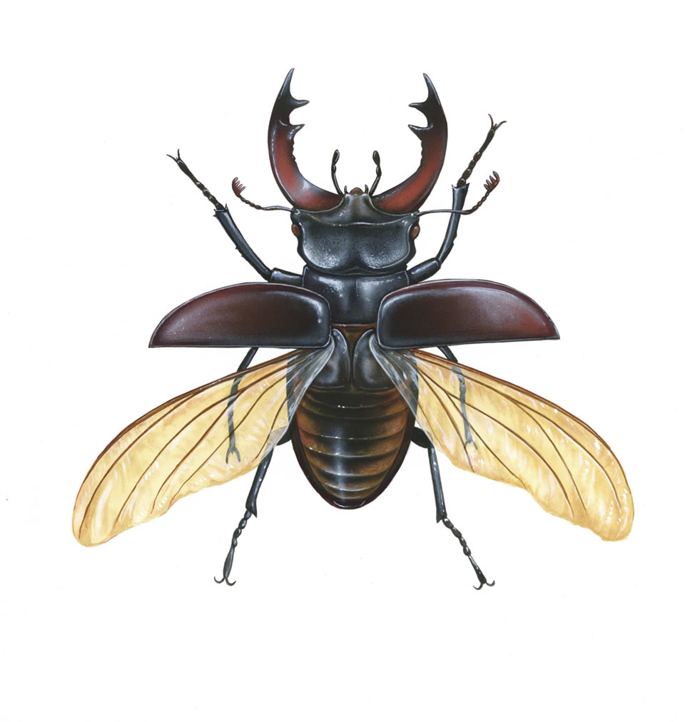 Atlas Beetle clipart #2, Download drawings