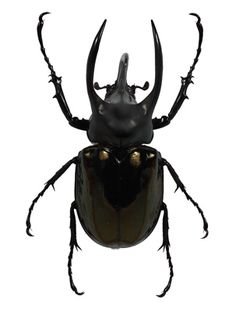 Atlas Beetle clipart #16, Download drawings