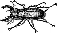 Atlas Beetle clipart #2, Download drawings