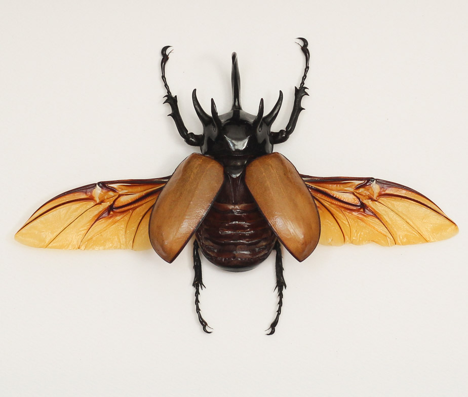 Atlas Beetle coloring #9, Download drawings