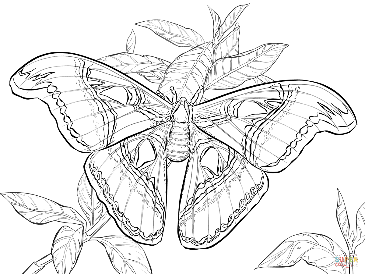 Luna Moth coloring #5, Download drawings