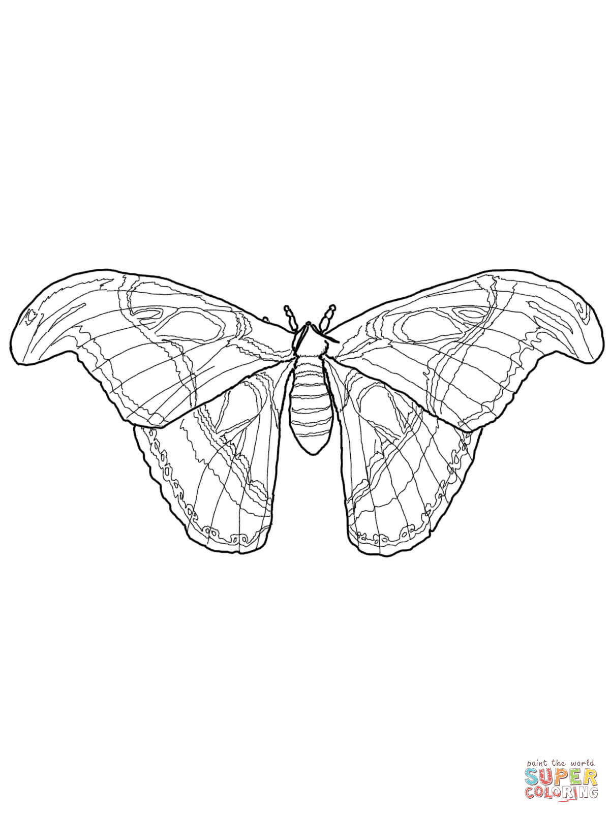 Silk Moth coloring #4, Download drawings