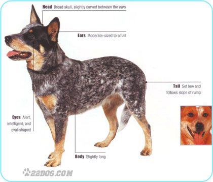 Australian Cattle Dog coloring #6, Download drawings
