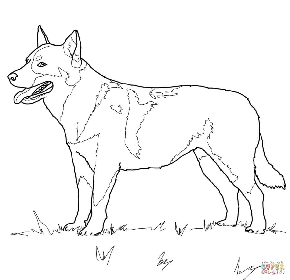 Australian Shepherd coloring #4, Download drawings