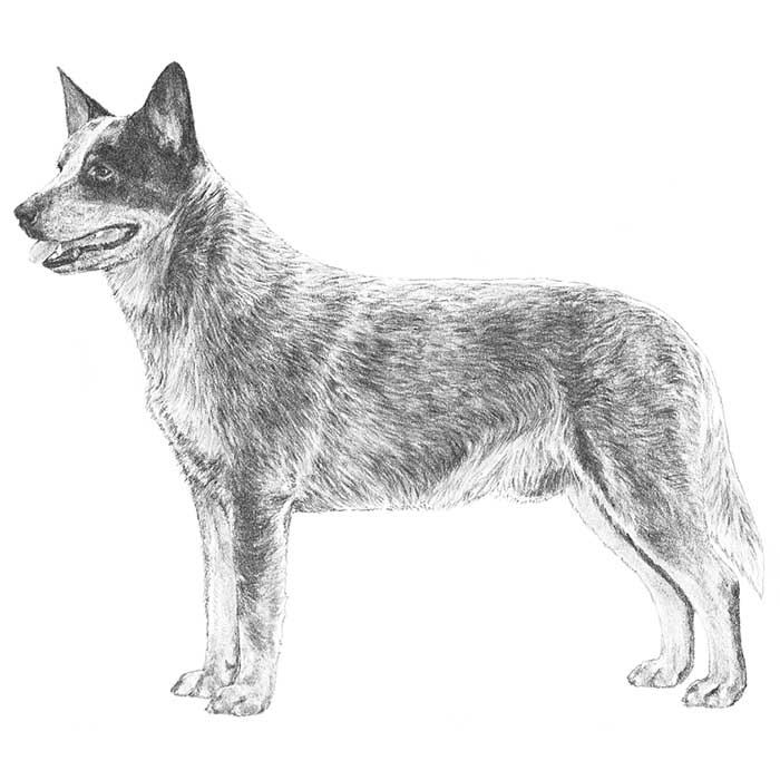 Australian Cattle Dog coloring #12, Download drawings