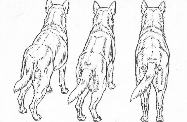 Australian Cattle Dog coloring #1, Download drawings