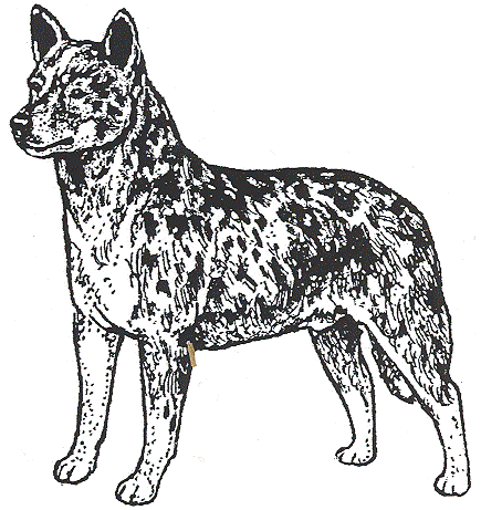 Australian Cattle Dog coloring #13, Download drawings