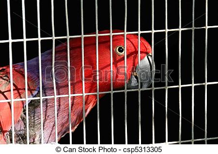Australian King-Parrot clipart #8, Download drawings