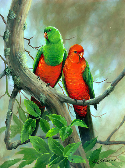 Australian King-Parrot clipart #16, Download drawings