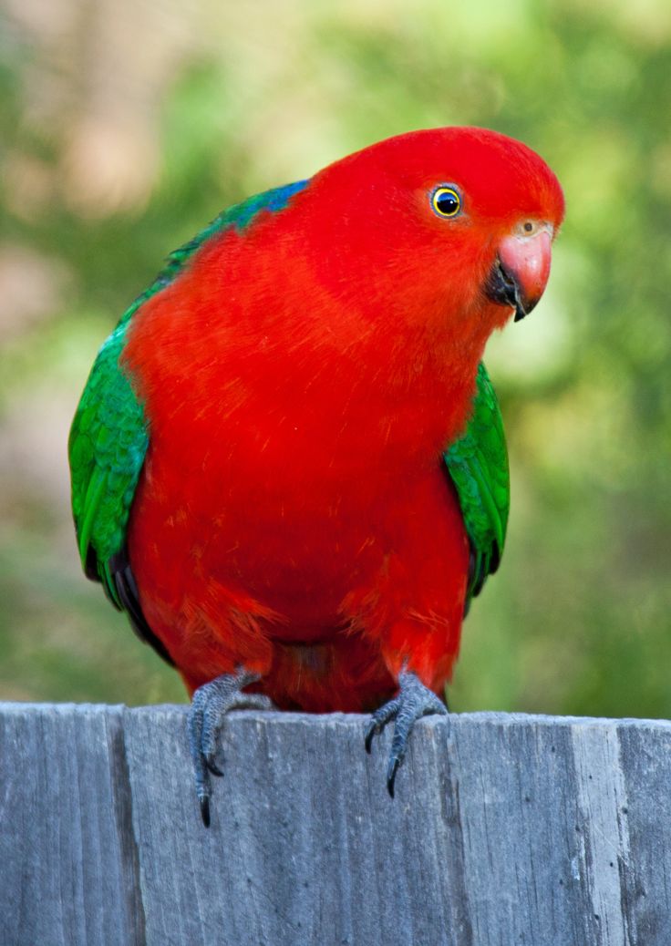 Australian King-Parrot coloring #9, Download drawings