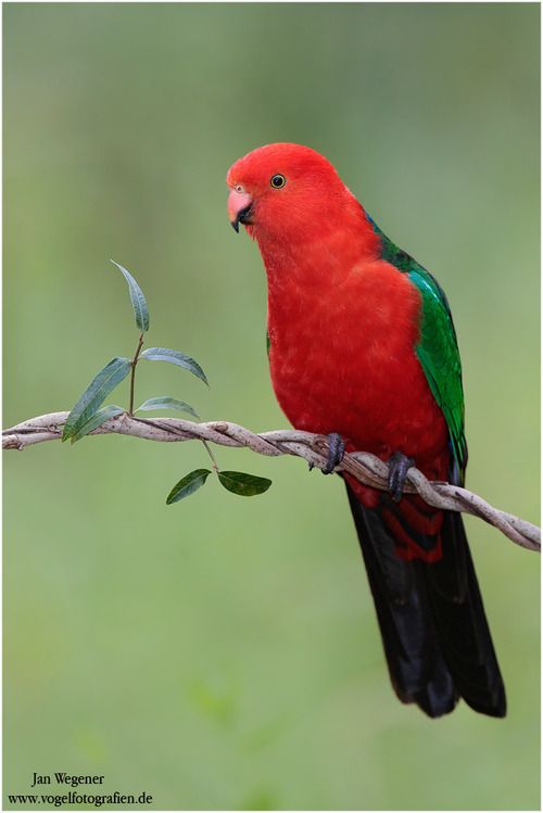 Australian King-Parrot coloring #20, Download drawings