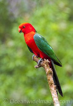 King Parrot svg #11, Download drawings