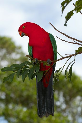 Australian King-Parrot svg #17, Download drawings