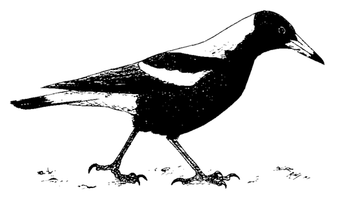 Australian Magpie coloring #19, Download drawings