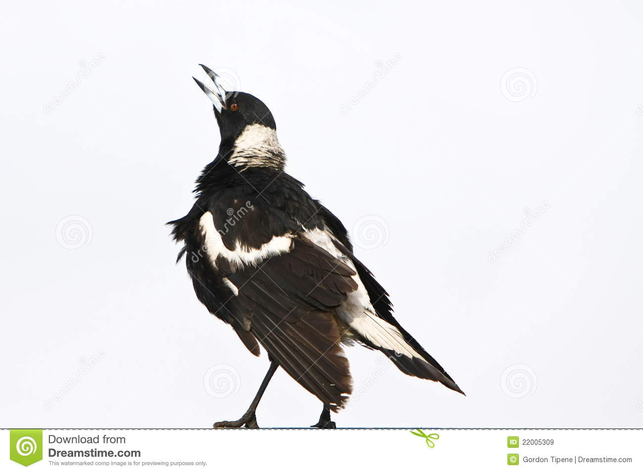 Australian Magpie clipart #17, Download drawings