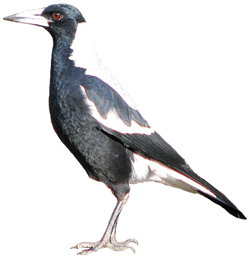 Australian Magpie clipart #20, Download drawings