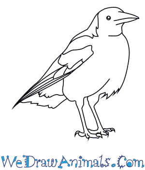 Australian Magpie coloring #1, Download drawings